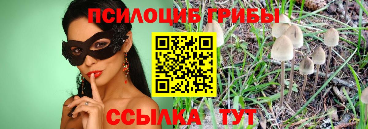 Прохладный  Псилоцибиновые грибы Psilocybe  Вход с VPN 